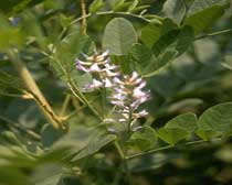 Glycyrrhiza glabra