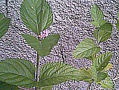Científico Lippia citriodora Kunth
