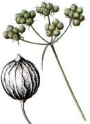 Frutos