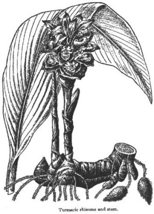 Curcuma sp.