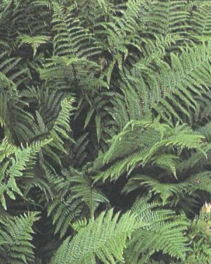Dryopteris filix-mas