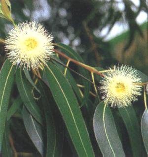 Eucalyptus globulus