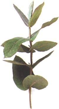 Eucalyptus globulus