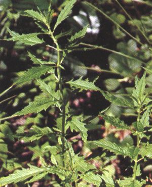Lycopus virginucus
