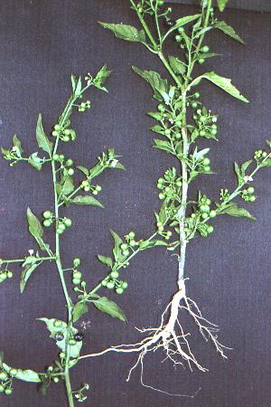 Solanum americanum