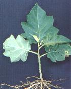 Solanum asperolanatum